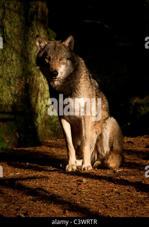 Europäische grauer Wolf im Wald, Blick in die Kamera Stockfoto