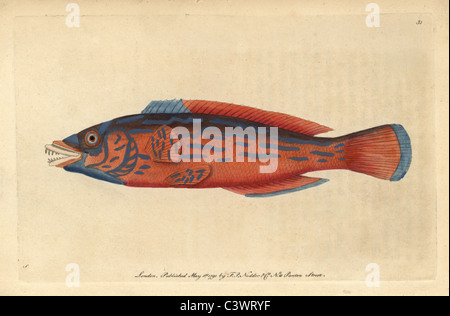 Gestreifte Lippfische, Labrus mixtus Stockfoto