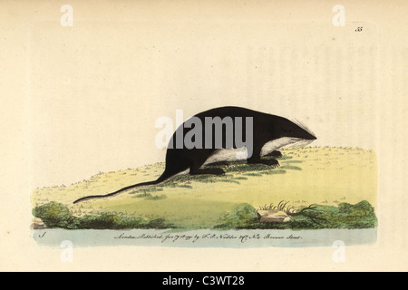 Eurasische Wasser Spitzmaus, Neomys fodiens Stockfoto