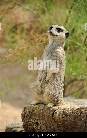 Erdmännchen im Londoner Zoo Stockfoto