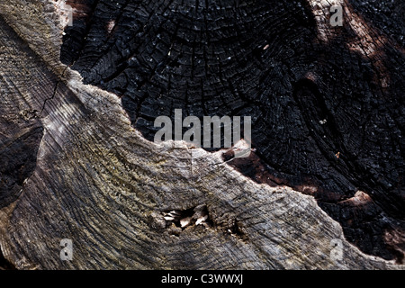 Verbranntem Holz Textur für backrgound Stockfoto