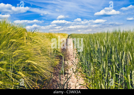 Bereich der gemischten Getreide ernten / Mais und Weizen in Französisch Land - Indre-et-Loire, Frankreich. Stockfoto