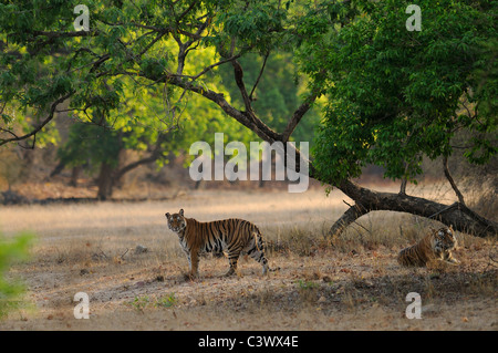 Paar umwerben Bengal Tiger (männlich und weiblich) an einem Sommermorgen in Bandhavgarh Tiger Reserve, Indien Stockfoto