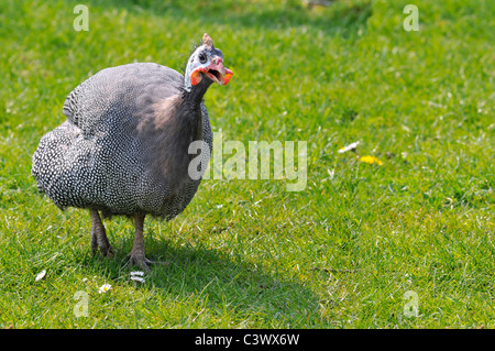 Behelmte Perlhühner (Numida Meleagris) zu Fuß auf dem Rasen Stockfoto