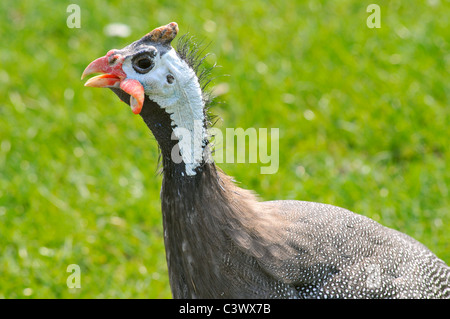 Profilbildnis von behelmter Perlhühner (Numida Meleagris) Stockfoto