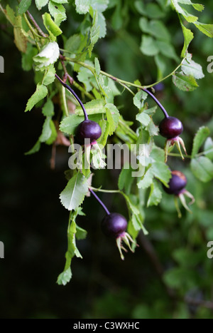 Schwarzen Hagebutten, Rosa Pimpinellifolia, Rosengewächse. Sy Rosa La. Stockfoto