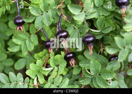 Schwarzen Hagebutten, Rosa Pimpinellifolia, Rosengewächse. Sy Rosa La. Stockfoto