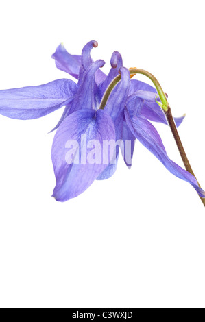 Enge, Porträt von eine blaue Akeleien Blume auf weißem Grund Stockfoto