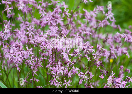 Wildes Rosa Campion Blumen (Wiese Campion, Ragged Robin) Stockfoto