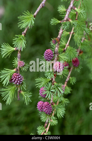 Europäische Lärche, Larix Decidua, Tannenbäumen. Europa. Junge Zapfen im Frühjahr. Stockfoto