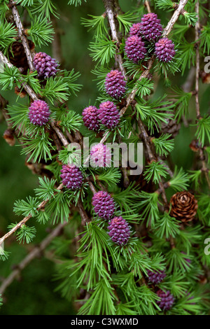 Europäische Lärche, Larix Decidua, Tannenbäumen. Europa. Junge Zapfen im Frühjahr. Stockfoto