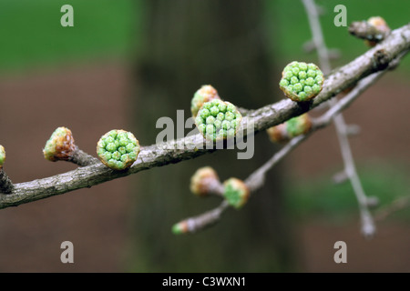 Junge Triebe von der goldenen Lärchen, Pseudolarix Amabilis, Tannenbäumen. China. Stockfoto