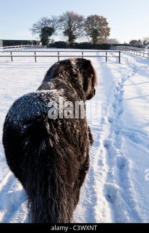 Ein schwarzes Shetlandpony stehen im Schnee Stockfoto