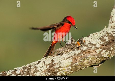 Vermillion Flycatcher (Pyrocephalus Rubinus), männliche Fütterung junge im Nest, Laredo, Webb County, South Texas, USA Stockfoto