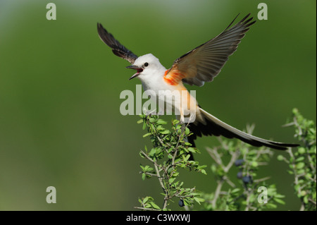 Schere – Tailed Flycatcher (Tyrannus Forficatus), erwachsenes Weibchen singen auf Barsch, Laredo, Webb County, South Texas, USA Stockfoto