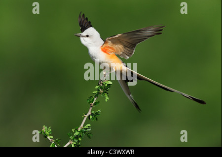 Schere – Tailed Flycatcher (Tyrannus Forficatus), Männchen singen auf Barsch, Laredo, Webb County, South Texas, USA Stockfoto