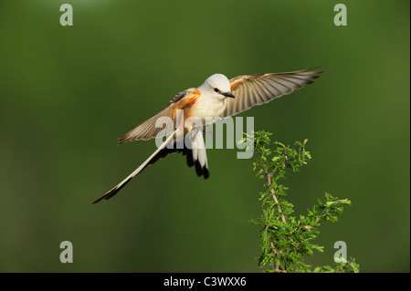 Schere – Tailed Flycatcher (Tyrannus Forficatus), erwachsenes Weibchen im Flug, Laredo, Webb County, South Texas, USA Stockfoto