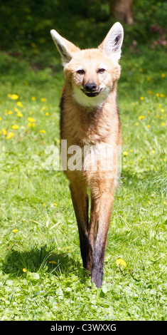 Mähnenwolf zu Fuß in Richtung Kamera Stockfoto