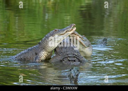 Amerikanischen Alligatoren im Gatorland Zucht Marsh, Florida Stockfoto