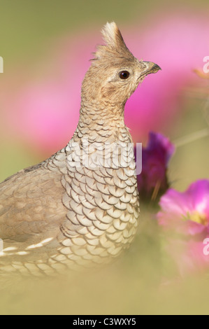 Skalierte Wachtel (Art Squamata), Erwachsene weibliche und Erdbeer Igel Kaktus (Echinocereus Enneacanthus), Laredo, Texas Stockfoto