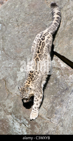 Snow Leopard eine Felswand Abstieg Stockfoto