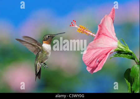 Ruby – Throated Kolibri (Archilochos Colubris), Männchen im Flug Fütterung auf Hibiscus Blume, Hill Country, Zentral-Texas, USA Stockfoto