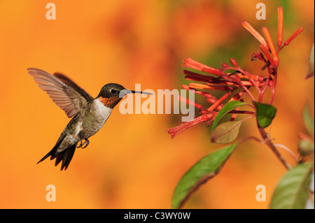 Ruby – Throated Kolibri (Archilochos Colubris), Männchen im Flug Fütterung auf Firebush (Hamelia Patens) Blume, Texas Stockfoto