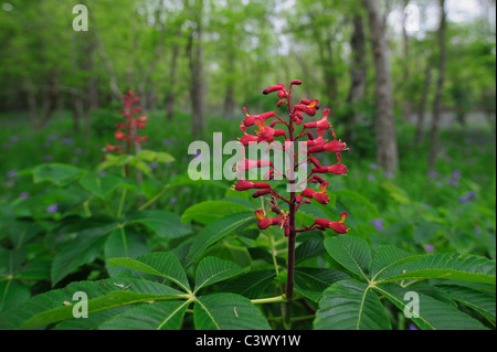 Rote Rosskastanie (Aesculus Pavia), blühen, Palmetto State Park, Gonzales County, Texas, USA Stockfoto