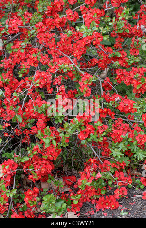 Japanische Quitte oder blühende Quitte, Chaenomeles X superba "Crimson and Gold", Rosengewächse. Stockfoto