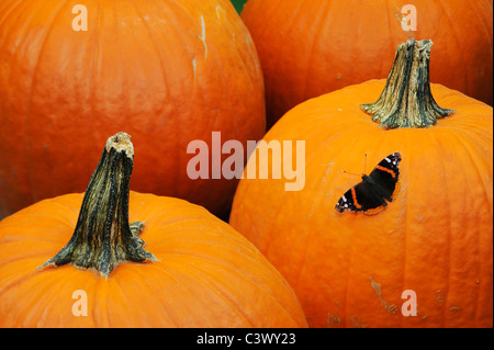 Red Admiral (Vanessa Atalanta), Erwachsene auf Kürbis, Comal County, Hill Country, Zentral-Texas, USA Stockfoto