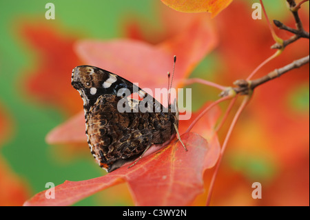 Red Admiral (Vanessa Atalanta), thront auf Bigtooth Ahorn (Acer Grandidentatum), Lost Maples Staatspark, Hill Country, Texas Stockfoto