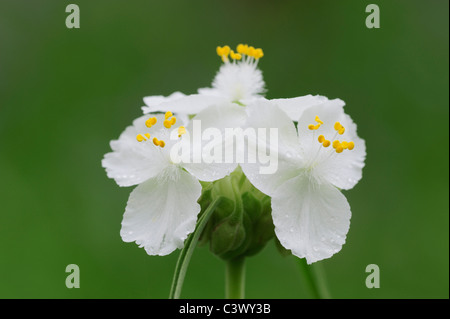 Prairie Dreimasterblume (Tradescantia Occidentalis), weiße Blüte, Morph Palmetto State Park, Gonzales County, Texas, USA Stockfoto