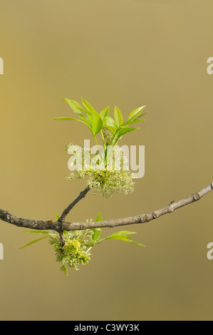 Pecan Baum (Carya Illinoinensis), neue Blätter und Blüten, New Braunfels, Hill Country, Zentral-Texas, USA Stockfoto