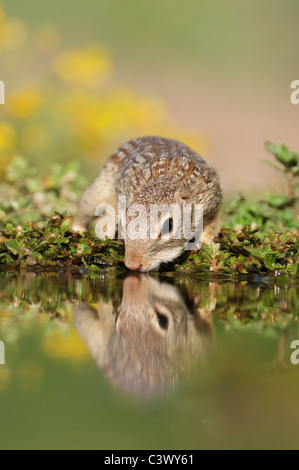 Mexikanischer Ziesel (Spermophilus Mexicanus), Erwachsene trinken, Süden von Laredo, Webb County, Texas, USA Stockfoto