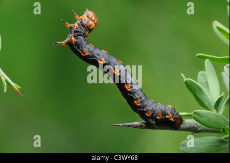 Measuringworm Moth (Geometridae), Raupe, Laredo, Webb County, South Texas, USA Stockfoto