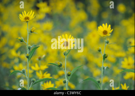 Maximilians Sonnenblume (Helianthus Maximilianii), blühen, Comal County, Hill Country, Zentral-Texas, USA Stockfoto