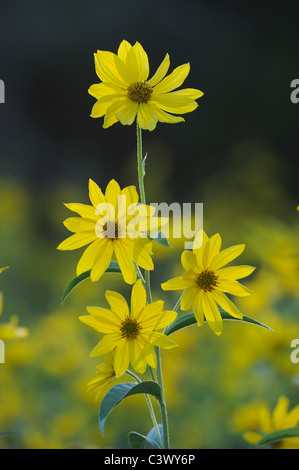 Maximilians Sonnenblume (Helianthus Maximilianii), blühen, Comal County, Hill Country, Zentral-Texas, USA Stockfoto