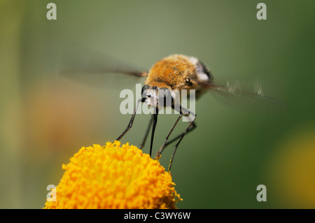 Große Biene Fliege (Bombylius SP.), Erwachsene im Flug Fütterung auf Saladillo (Varilla Texana), Laredo, Webb County, Texas, USA Stockfoto