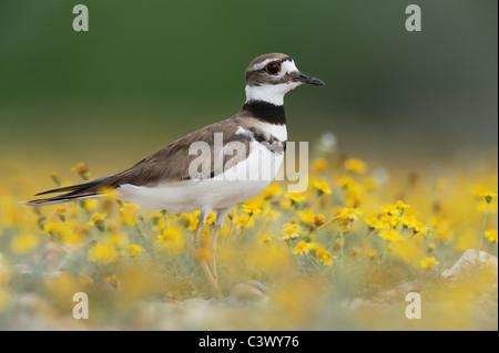 Killdeer (Charadrius Vociferus), Erwachsene unter Dogweed (Dyssodia Pentachaeta), Laredo, Webb County, South Texas, USA Stockfoto