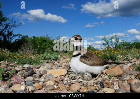 Killdeer (Charadrius Vociferus), Erwachsene auf Nest mit Eiern, Laredo, Webb County, South Texas, USA Stockfoto