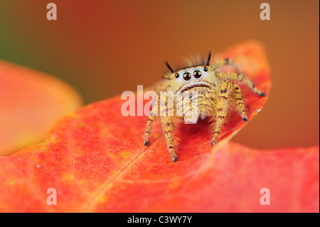 Springen Spinnen (Salticidae), Bigtooth Maple(Acer grandidentatum), Lost Maples State Park, Zentral-Texas Hill Country gehockt Stockfoto