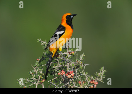 Mit Kapuze Oriole (Ikterus Cucullatus), männliche thront, Süden von Laredo, Webb County, Texas, USA Stockfoto