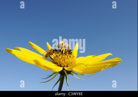 Honigbiene (Apis Mellifera), Erwachsene ernähren sich von Maximilians Sonnenblume (Helianthus Maximilianii), Comal County, Hill Country, Texas Stockfoto