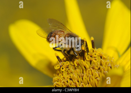 Honigbiene (Apis Mellifera), Erwachsene ernähren sich von Maximilians Sonnenblume (Helianthus Maximilianii), Comal County, Hill Country, Texas Stockfoto