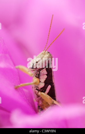 Heuschrecke (Feldheuschrecken), Erwachsene auf Erdbeere Igel (Echinocereus Enneacanthus) Blüte, Laredo, Webb County, South Texas, USA Stockfoto