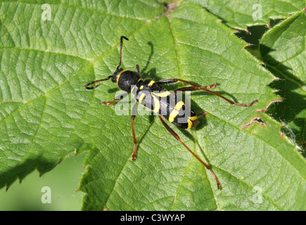 Wasp-Käfer, Clytus Arietis, Coleoptera, Cerambycidae, Chrysomeloidea. Stockfoto