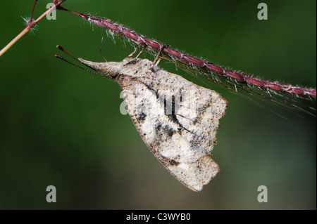 Gemeinsamen Schnauze Schmetterling (Libytheana Bachmanii), Erwachsene ernähren sich von blühenden Rasen, Comal County, Hill Country, Zentral-Texas, USA Stockfoto