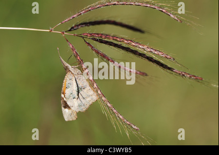 Gemeinsamen Schnauze Schmetterling (Libytheana Bachmanii), Erwachsene ernähren sich von blühenden Rasen, Comal County, Hill Country, Zentral-Texas, USA Stockfoto