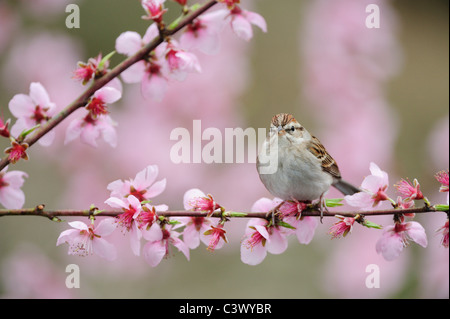 Chipping Sparrow (Spizella Passerina), Erwachsene auf blühenden Pfirsichbaum (Prunus Persica), New Braunfels, San Antonio, Texas Stockfoto