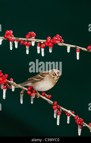 Chipping Sparrow (Spizella Passerina), Erwachsene auf Eis bedeckt Possum Haw Stechpalme (Ilex Decidua) Beeren, New Braunfels, Texas Stockfoto